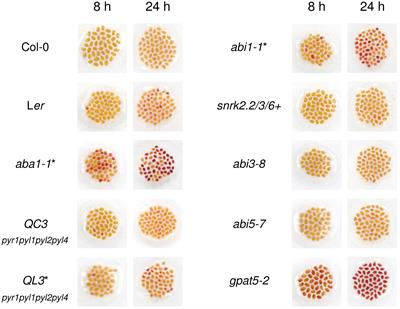 Disruption of the ABA1 encoding zeaxanthin epoxidase caused defective suberin layers in Arabidopsis seed coats